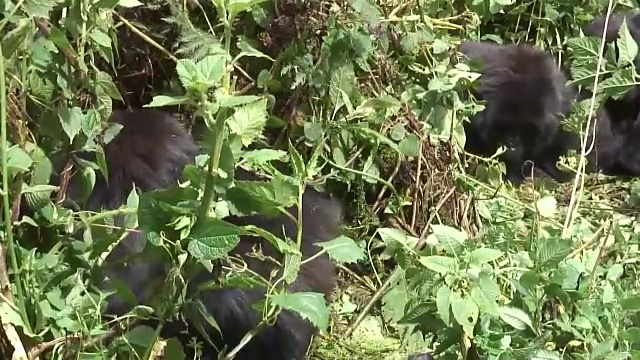 野生大猩猩动物卢旺达非洲热带森林视频素材