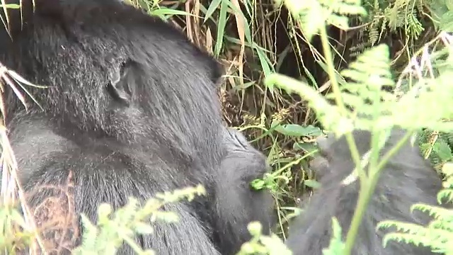 野生大猩猩动物卢旺达非洲热带森林视频素材