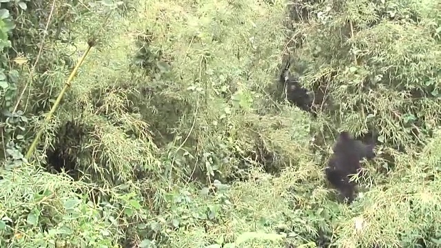 野生大猩猩动物卢旺达非洲热带森林视频素材