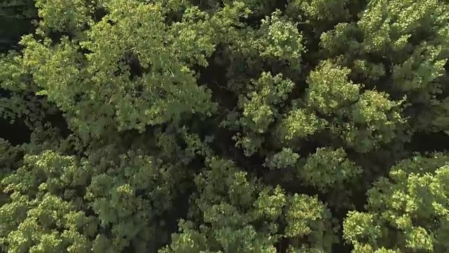 风中的森林波浪的航拍视频视频素材