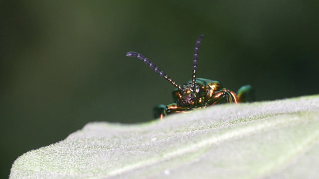 甲虫移动天线视频素材