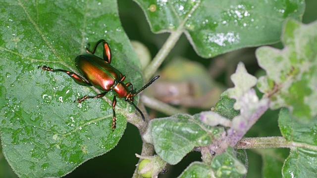 甲虫在潮湿的叶子上休息视频素材
