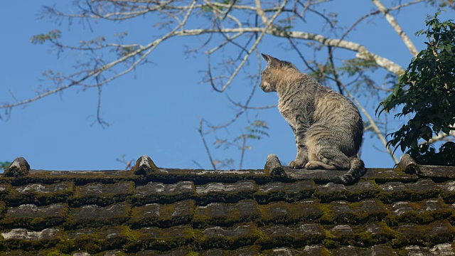 猫在屋顶上清理身体视频素材