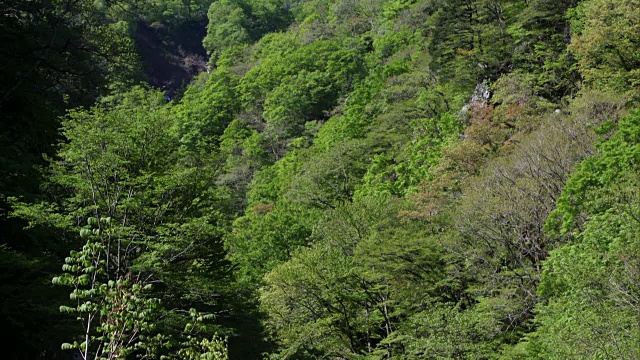 春天的白上山视频素材