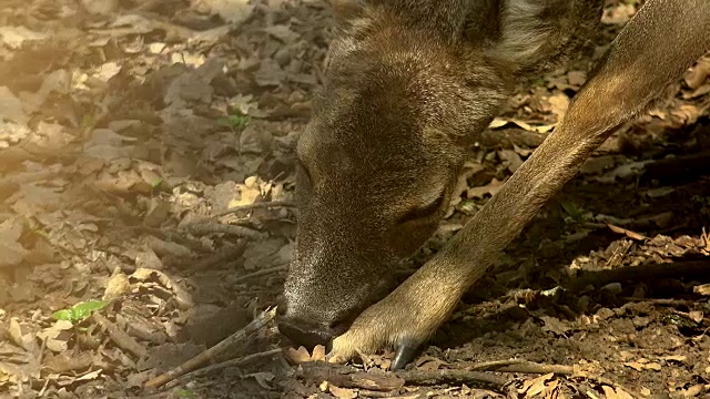 野生森林里的狍视频素材