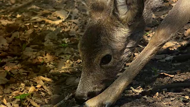 野生森林里的狍视频素材