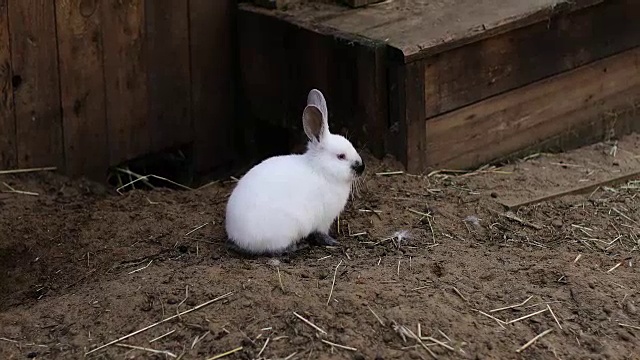 一只小白兔坐在农场的地上。视频素材