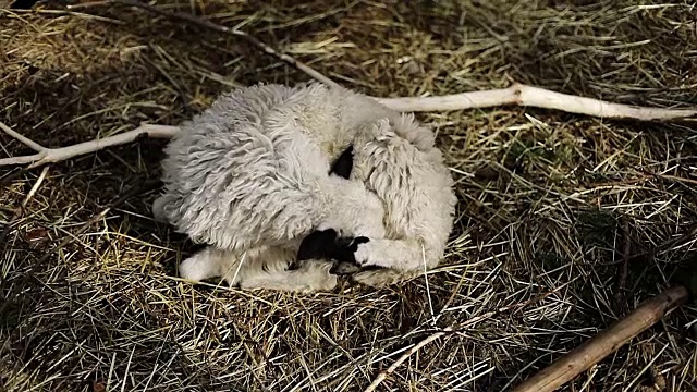 白羊躺在干草上，舔着自己。视频素材