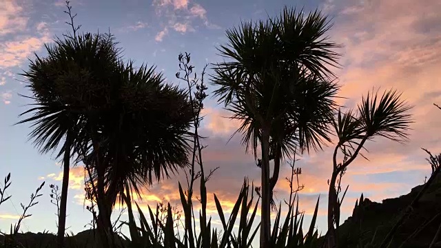 夕阳下的新西兰本土植物视频素材