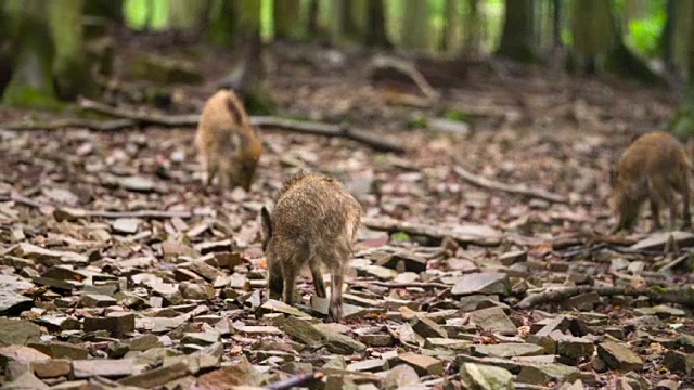 野猪小猪视频素材