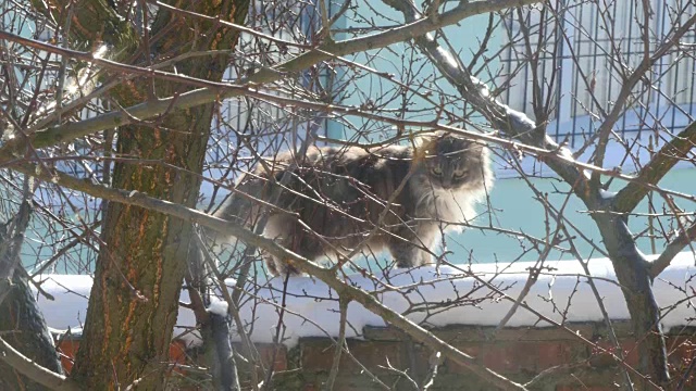 坐在外面的灰猫视频素材