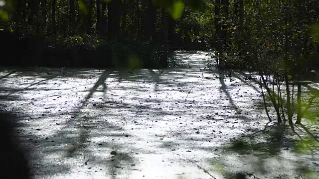 多莉拍摄沼泽地区，池塘与芦苇视频素材