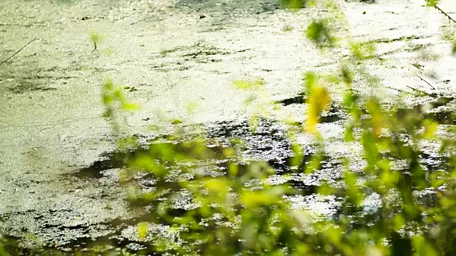 沼泽和植物视频素材