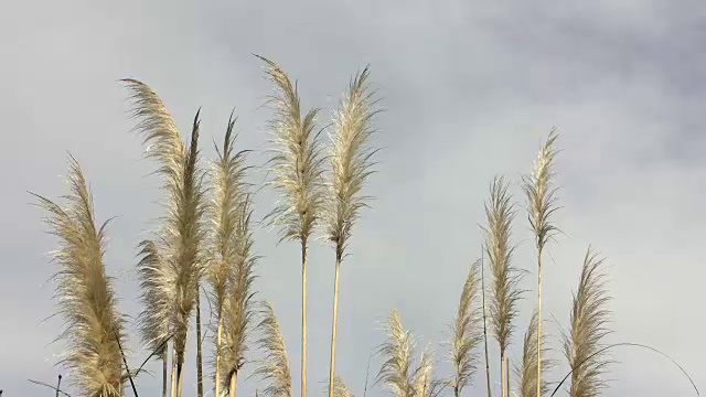 原产新西兰的澳大利亚草(“Toitoi”或“Toetoe”草)视频素材