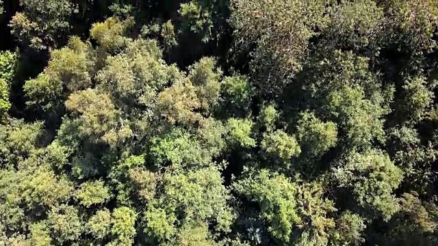 一架无人机飞过北欧森林——飞过绿树。视频素材