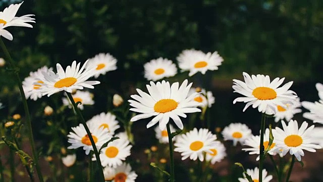 大自然的夏季，花田，野花草地，植物学和生物学。美丽的洋甘菊在花园里开花，在风中摇曳。视频素材