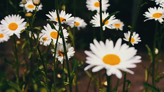 大自然的夏季，花田，野花草地，植物学和生物学。美丽的洋甘菊在花园里开花，在风中摇曳。视频素材