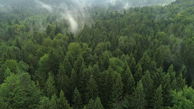 空中镜头:在寒冷的日子里，清晨薄雾从茂密的云杉林中升起视频素材