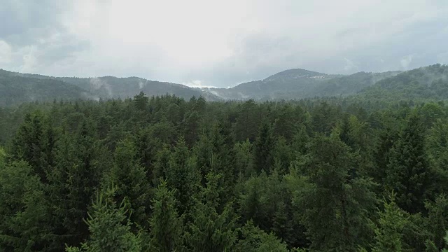 鸟瞰图:在初秋的早晨，令人毛骨悚然的雾和薄雾包裹着绿色的松林视频素材