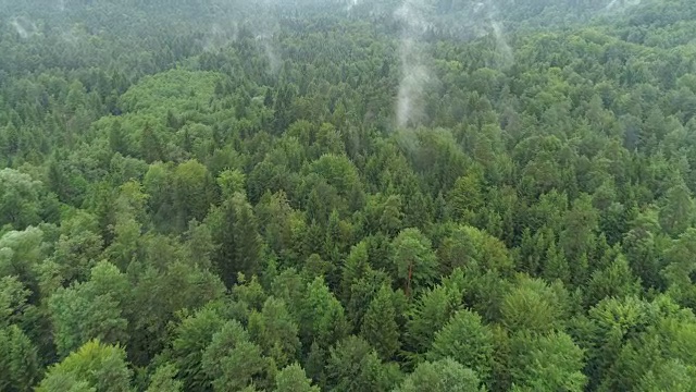 空中镜头:在寒冷的日子里，晨雾从茂密的云杉林中升起视频素材