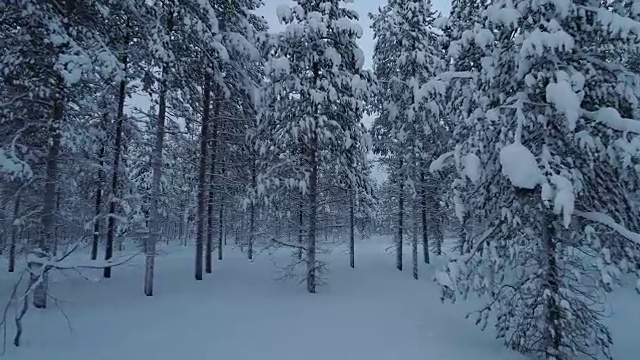 鸟瞰图:在冬日里飞过覆盖着新雪的神秘松林视频素材