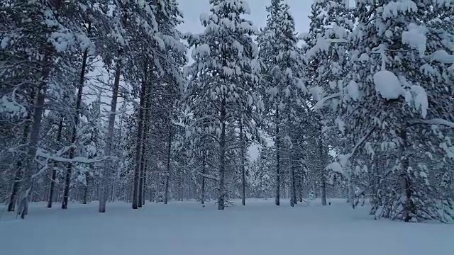 鸟瞰图:在冬日里飞过覆盖着新雪的神秘松林视频素材