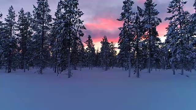 在冬季日落时，空中飞过覆盖着新雪的松树林视频素材