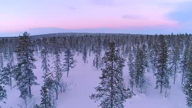 空中飞行在令人惊叹的松树林覆盖在新鲜的雪在冬季日落视频素材