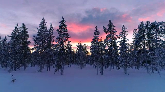 在冬季日落时，空中飞过覆盖着新雪的松树林视频素材