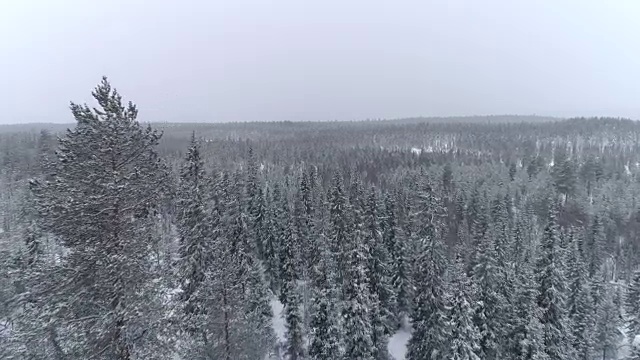 在多云的冬日里，空中飞过覆盖着新雪的大片松林视频素材