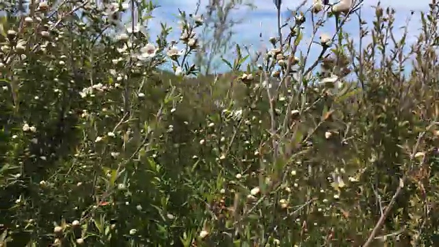 新西兰本土植物花棒视频素材