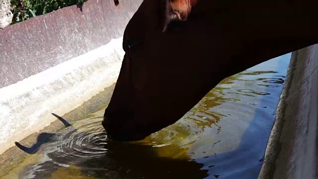 红牛在夏天的牛栏里从水槽里喝水视频素材