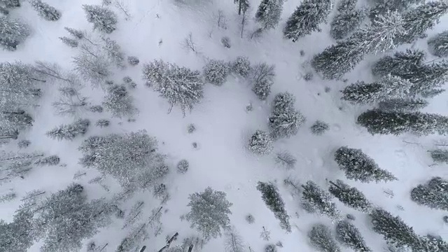 空中上下旋转:冬日里，白雪覆盖着无尽的松树林视频素材