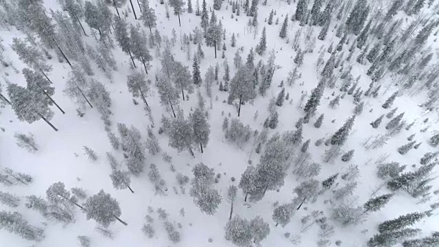 在寒冷的冬天，空中飞行在覆盖着新雪的年轻云杉森林上视频素材