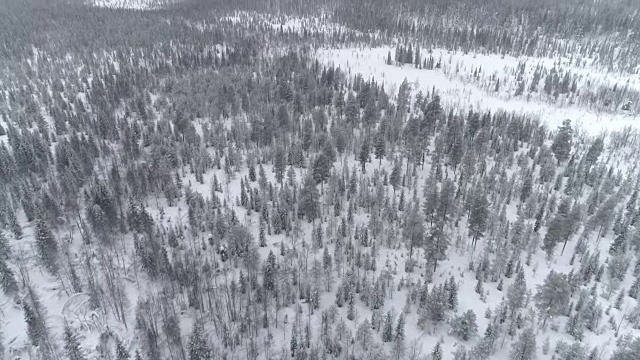 在寒冷的冬天，空中飞行在覆盖着新雪的年轻云杉森林上视频素材