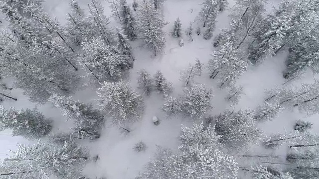 从空中俯瞰:在冬天新雪覆盖的松林上飞行视频素材