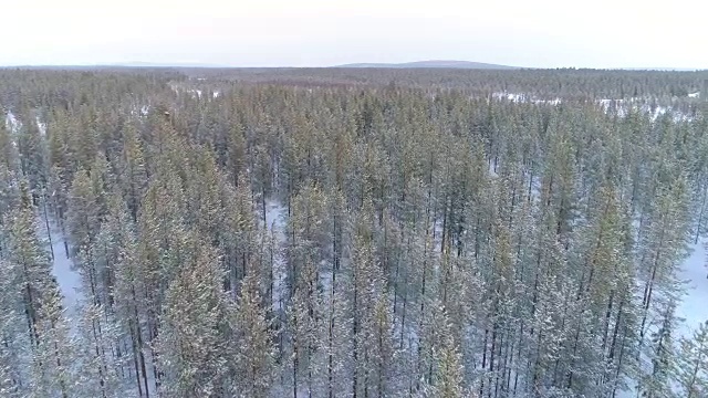 空中摄影:在寒冷的冬日里，飞过覆盖着新雪的年轻云杉森林视频素材