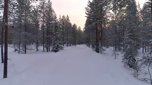 在冬天的早晨，飞行在覆盖着新雪的年轻云杉林中视频素材