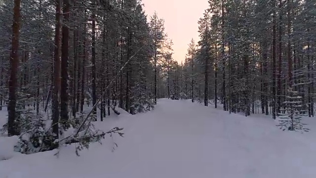 航拍图:在冬季日落时，在覆盖着新雪的年轻云杉林中飞行视频素材