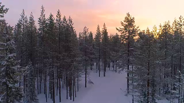 天线:在冬季日落时，在覆盖着新雪的年轻云杉林中升起视频素材