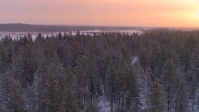 空中的眩晕效果:在冬天金色的夕阳下，在白雪皑皑的云杉森林上空飞行视频素材