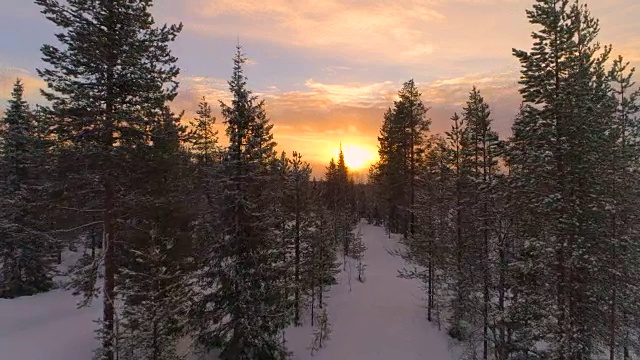 空中近距离飞行槽雪薄雾云杉森林在金色的冬天日出视频素材