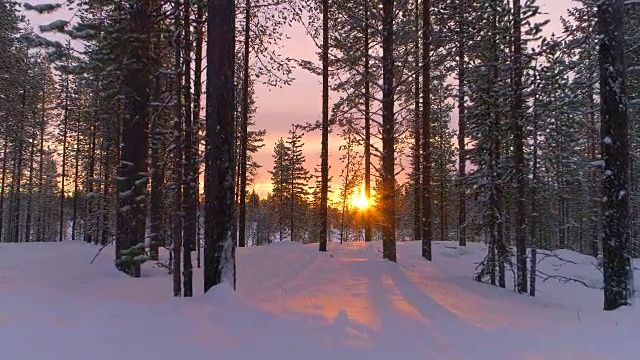 空中特写:在金色的夕阳下飞过冬天森林里积雪的松树视频素材