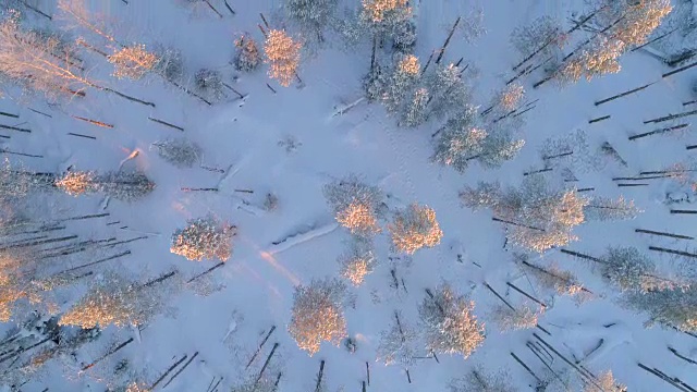 空中俯瞰特写:云杉森林覆盖在新鲜的雪在冬季日落视频素材