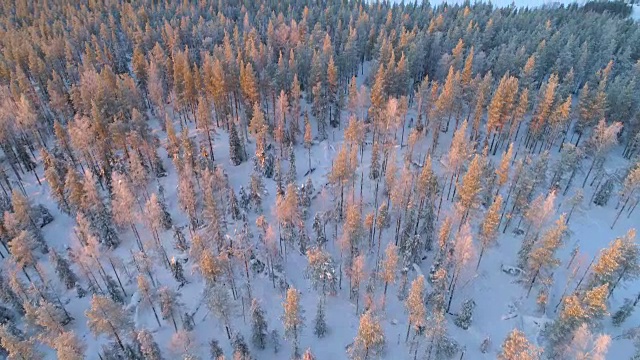 天线:在芬兰冬天寒冷的早晨，在积雪的松树林中飞行视频素材