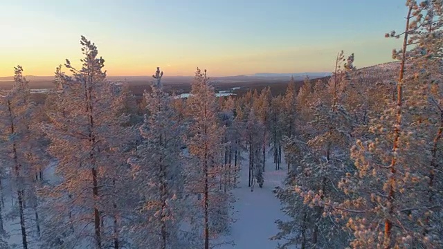 空中特写:日落时分，飞过白雪覆盖的冬日森林里冰冻的松树树梢视频素材