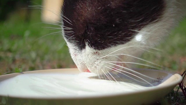 在慢镜头中，猫正在从猫碗里喝牛奶视频素材