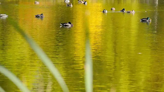 鸭子在池塘里漂浮和觅食视频素材