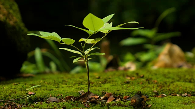 热带森林苔藓地上的一种小植物视频素材