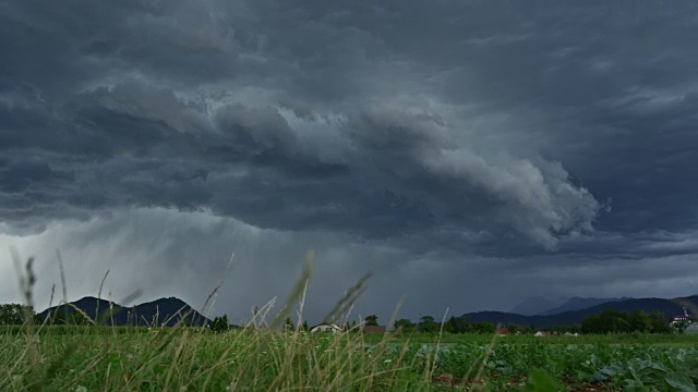 近景:在田园诗般的乡村，在暴风雨的日子里，草叶在风中摇曳视频素材